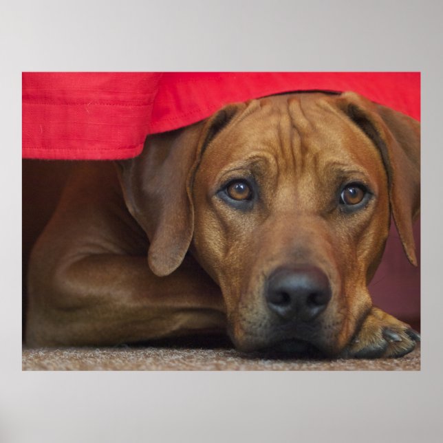 Rhodesian Ridgeback Poster (Front)