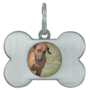 Rhodesian Ridgeback Prancing Pet Name Tag