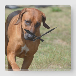 Rhodesian Ridgeback Prancing Square Wall Clock