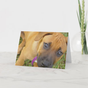 Rhodesian Ridgeback Puppies Greeting Card