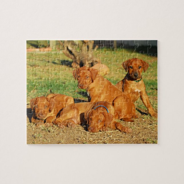Rhodesian Ridgeback puppies puzzle (Horizontal)