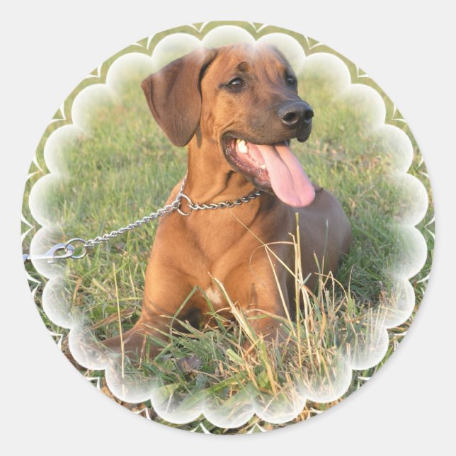 Rhodesian Ridgeback Rescue Stickers (Front)