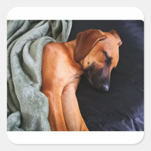 rhodesian-ridgeback-snuggy square sticker