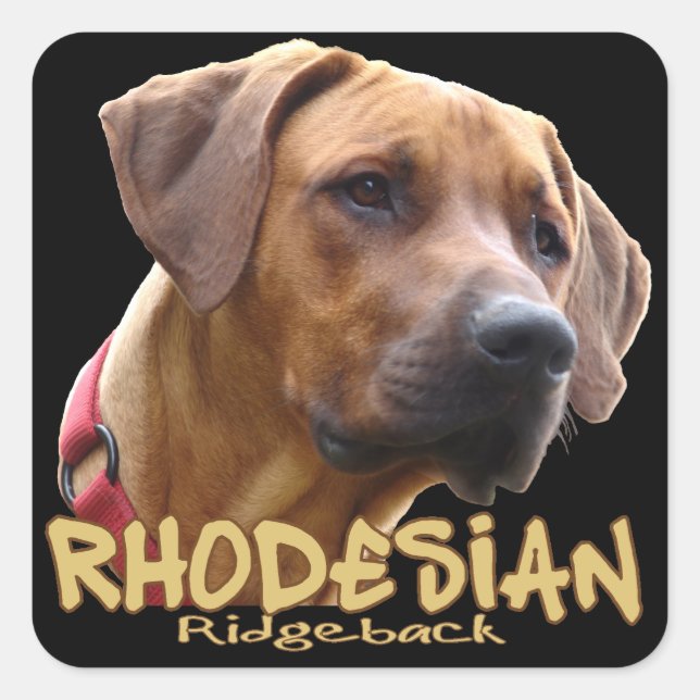 Rhodesian Ridgeback Square Sticker (Front)