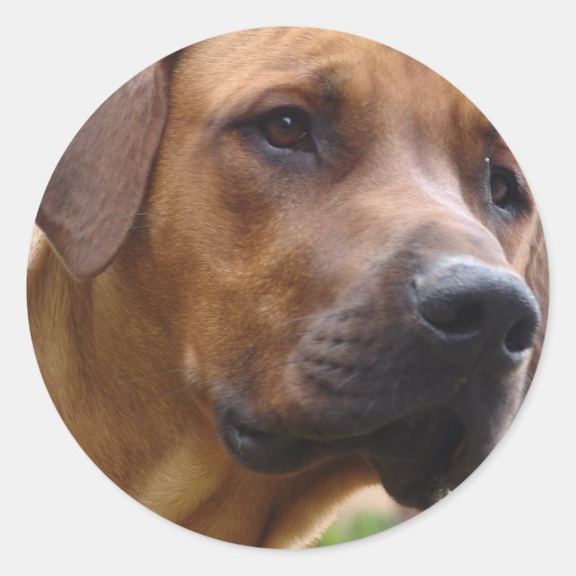 Rhodesian Ridgeback Stickers (Front)