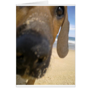 Rhodesian Ridgeback Stuff