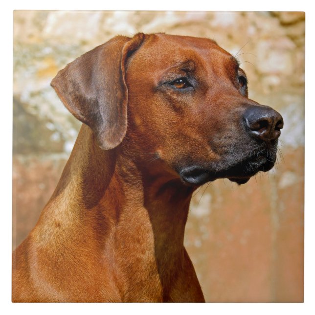 Rhodesian ridgeback tile (Front)