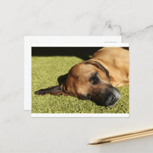 rhodie laying flat postcard