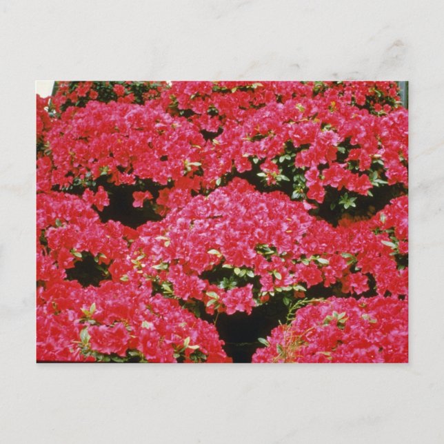 Rhododendron Azalea flowers Postcard (Front)