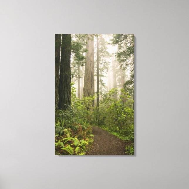 Rhododendron blooming among the Coast Redwoods / Canvas Print (Front)