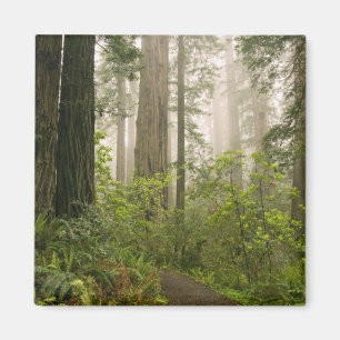 Rhododendron blooming among the Coast Redwoods / Magnet