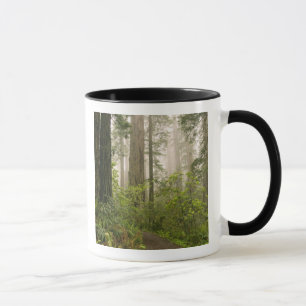 Rhododendron blooming among the Coast Redwoods / Mug