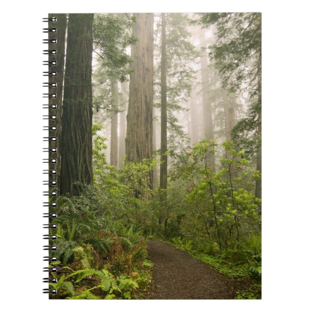 Rhododendron blooming among the Coast Redwoods / Notebook (Front)