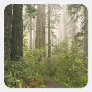 Rhododendron blooming among the Coast Redwoods / Square Sticker