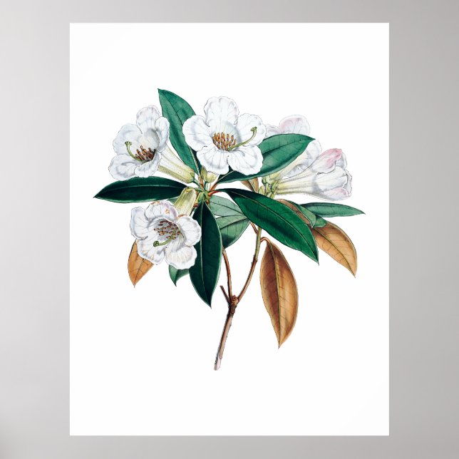 Rhododendron botanical print (Front)