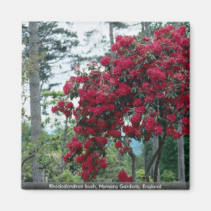 Rhododendron bush, Nymans Gardens, England Magnet