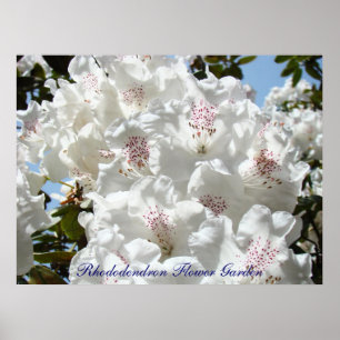 Rhododendron Flower Garden Office prints Rhodies