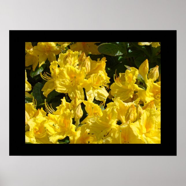 Rhododendron Flowers Fine art Prints Florals (Front)