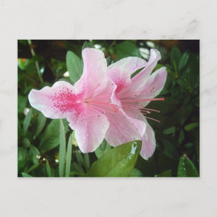 Rhododendron Flowers Postcard