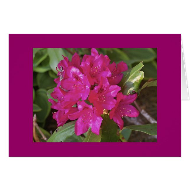 Rhododendron, fuscia (Devant Horizontal)