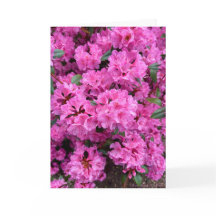 Rhododendron in Full Bloom!