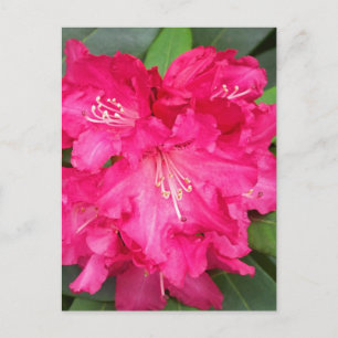 Rhododendron In Pink Postcard