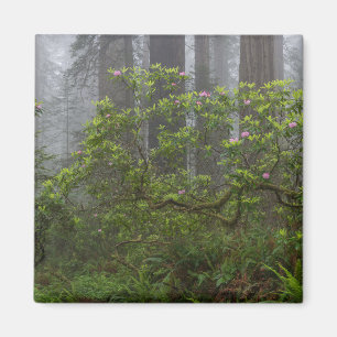 Rhododendron in Redwood National Park California Magnet