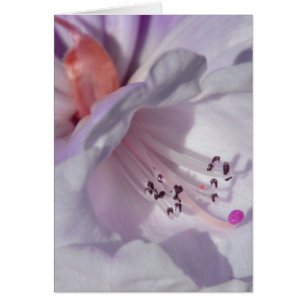 Rhododendron in white and magenta