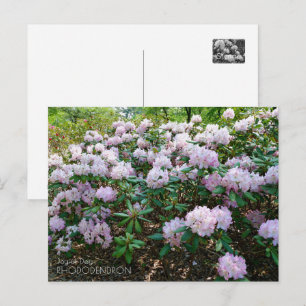 Rhododendron "Joyful Day" Postcard