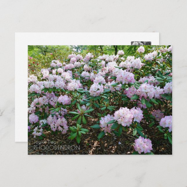 Rhododendron "Joyful Day" Postcard (Front/Back)