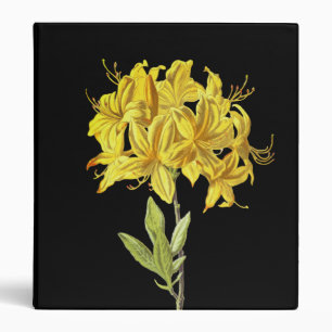 Rhododendron luteum (Pontic Azalea) Binder