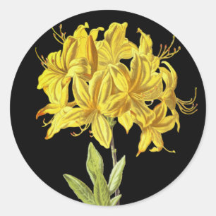 Rhododendron luteum (Pontic Azalea) Classic Round Sticker
