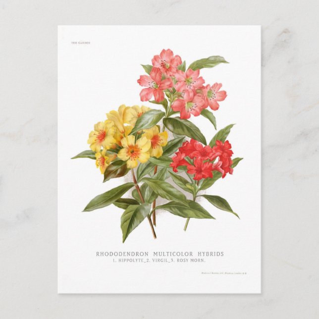 Rhododendron multicolor hybrids postcard (Front)