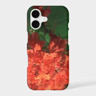 Rhododendron orange