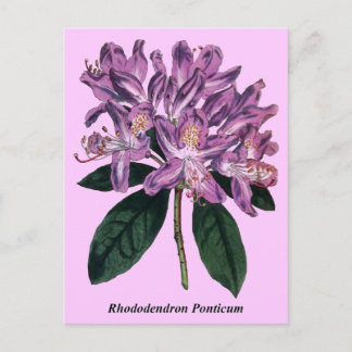 Rhododendron Ponticum Postcard