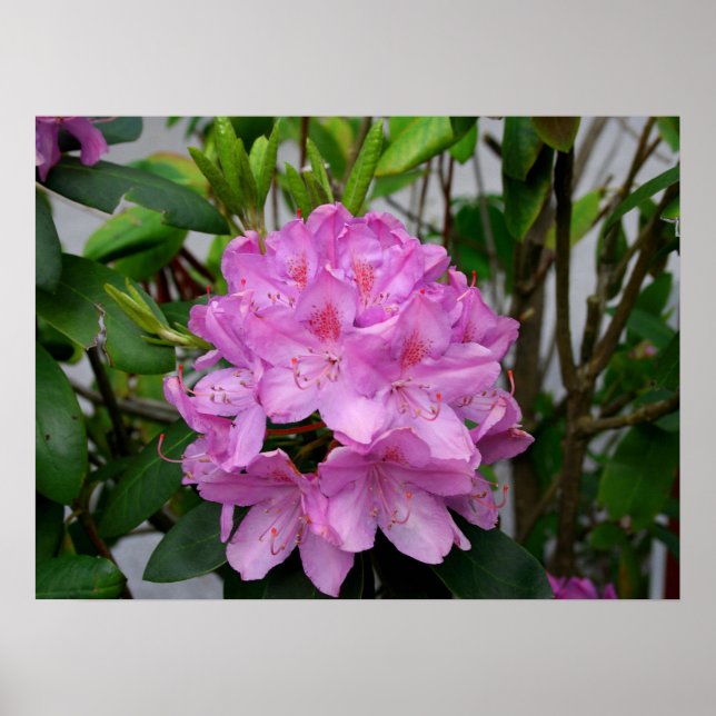 Rhododendron Poster (Front)
