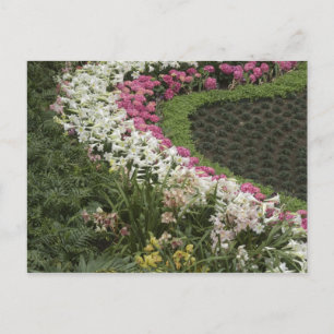 Rhododendron (Rhododendron catawbiense) Heath Postcard