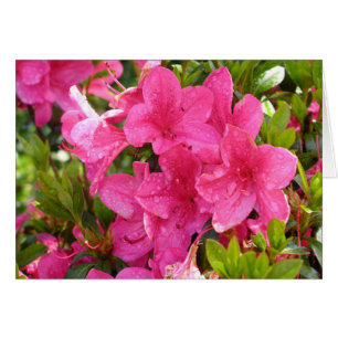 Rhododendron rose