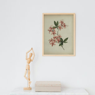Rhododendron Study Poster
