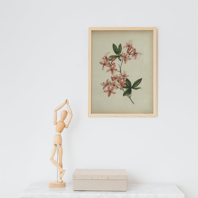 Rhododendron Study Poster (Creator Uploaded)
