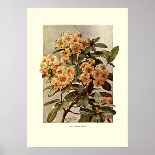 Rhododendron var minerva poster (Front)