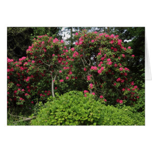 Rhododendrons