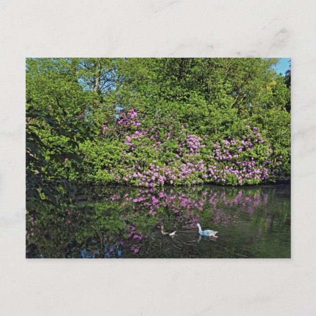 Rhododendrons and Geese. Roath Park Lake, Cardiff Postcard (Front)