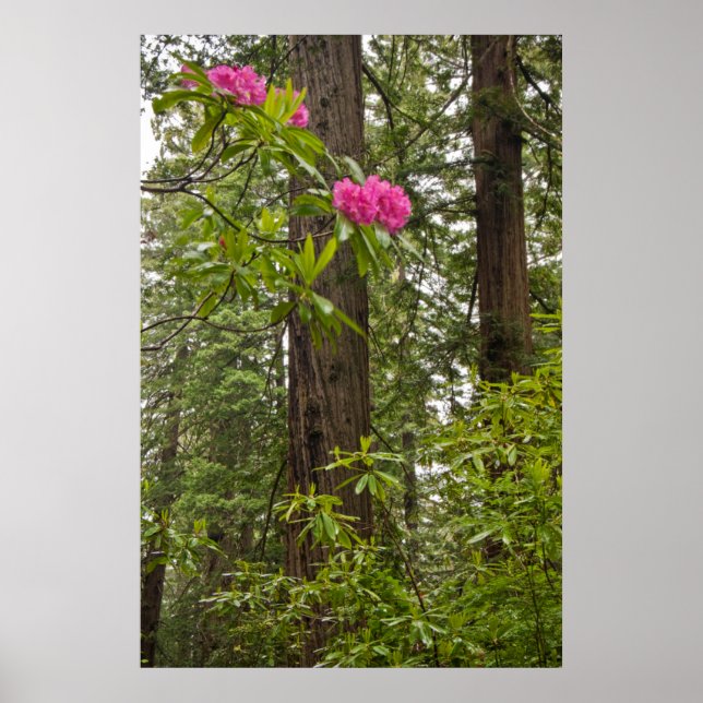 Rhododendrons Blooming With Coast Redwood Trees Poster (Front)