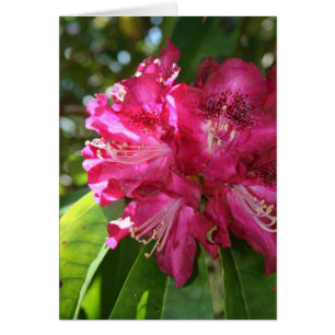 Rhododendrons Card
