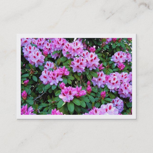Rhododendrons, Mini Carte photo (Devant)
