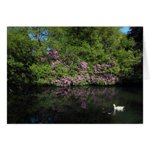 Rhododendrons, Roath Park Lake, Cardiff
