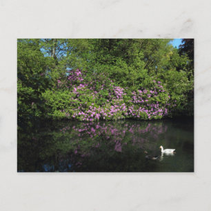 Rhododendrons, Roath Park Lake, Cardiff Postcard
