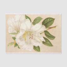 Rhododendrum Sesterianum, Decoupage