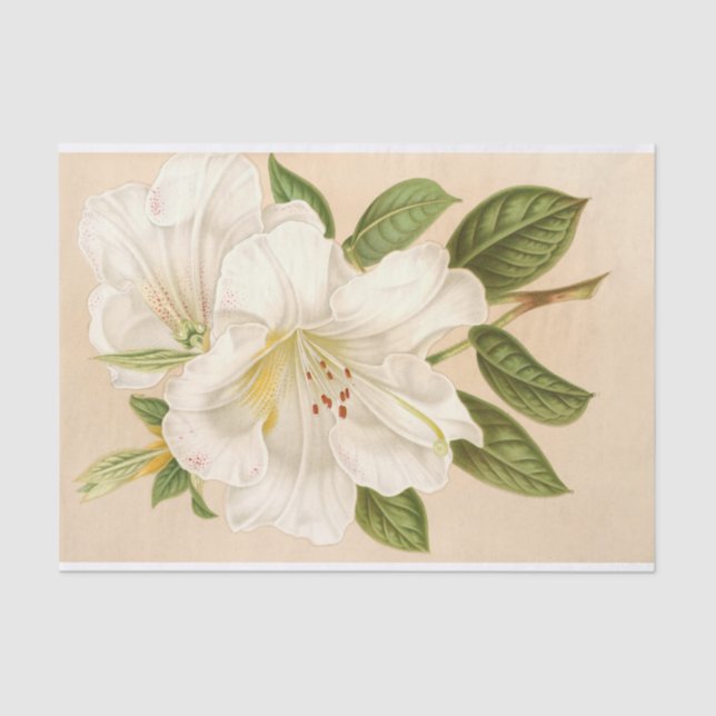 Rhododendrum Sesterianum, Decoupage Tissue Paper (Front)